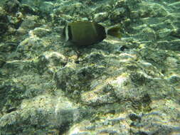 Image of Head-band Surgeonfish