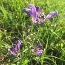 Scutellaria integrifolia L. resmi