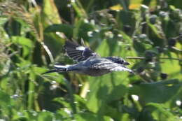 Image of Iberian Grey Shrike