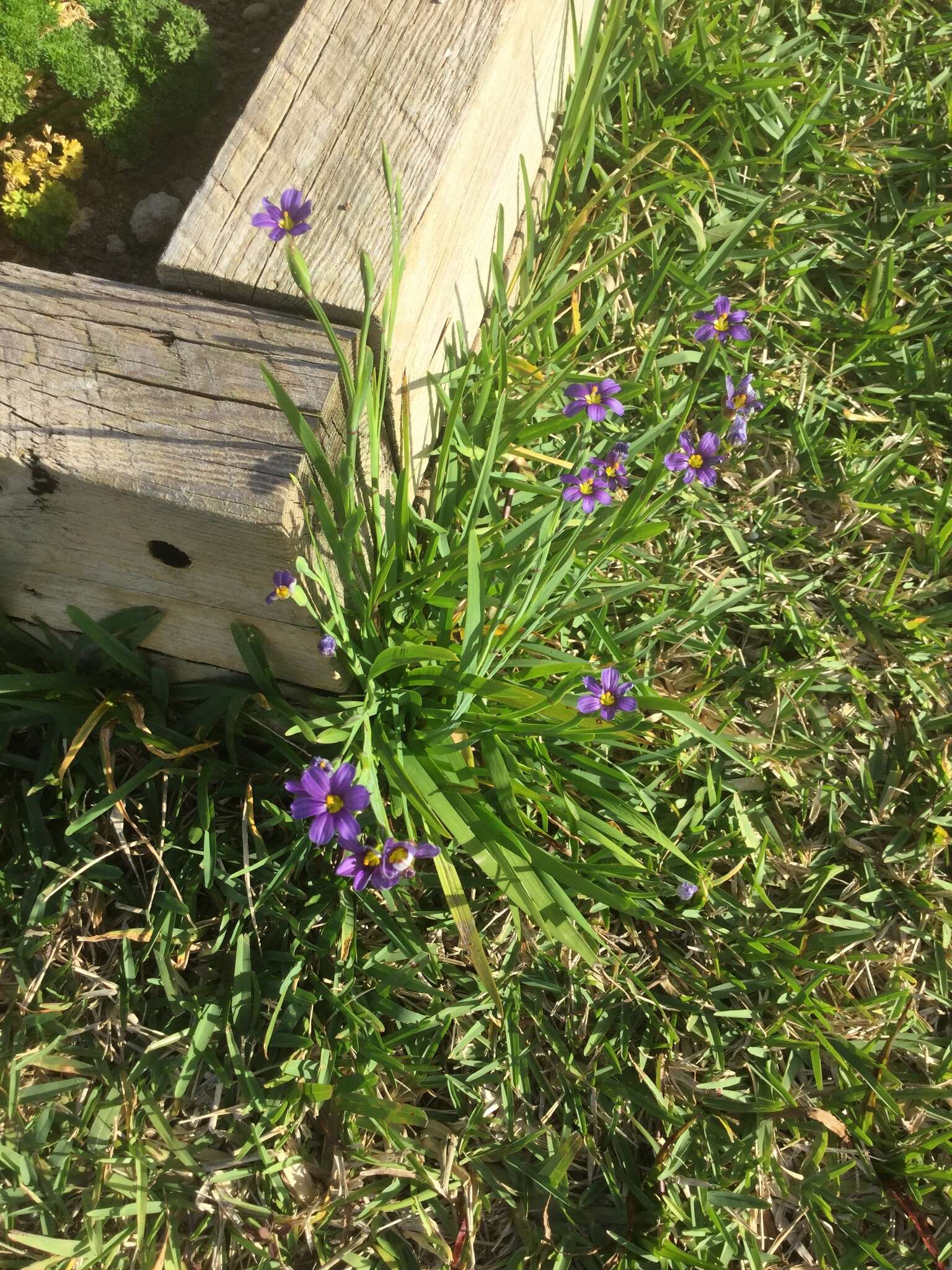 Sisyrinchium bermudiana L.的圖片