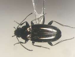 Image of Bembidion (Eurytrachelus) nitidum (Kirby 1837)