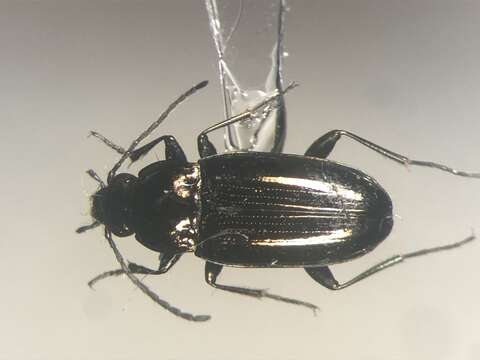 Bembidion (Eurytrachelus) nitidum (Kirby 1837)的圖片