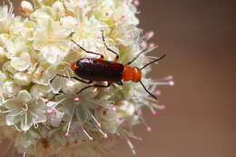 Image of Nemognatha (Pauronemognatha) nigripennis Le Conte 1853