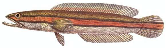 Image of Giant Snakehead