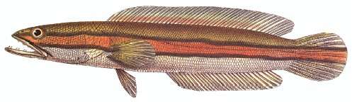 Image of Giant Snakehead