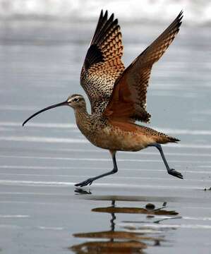 Image of Long-billed Curlew