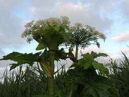 Image of Mantegazzi's Cow-Parsnip