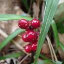 Image of Chinese lucky grass