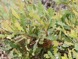 Image of Oak-leaved Banksia