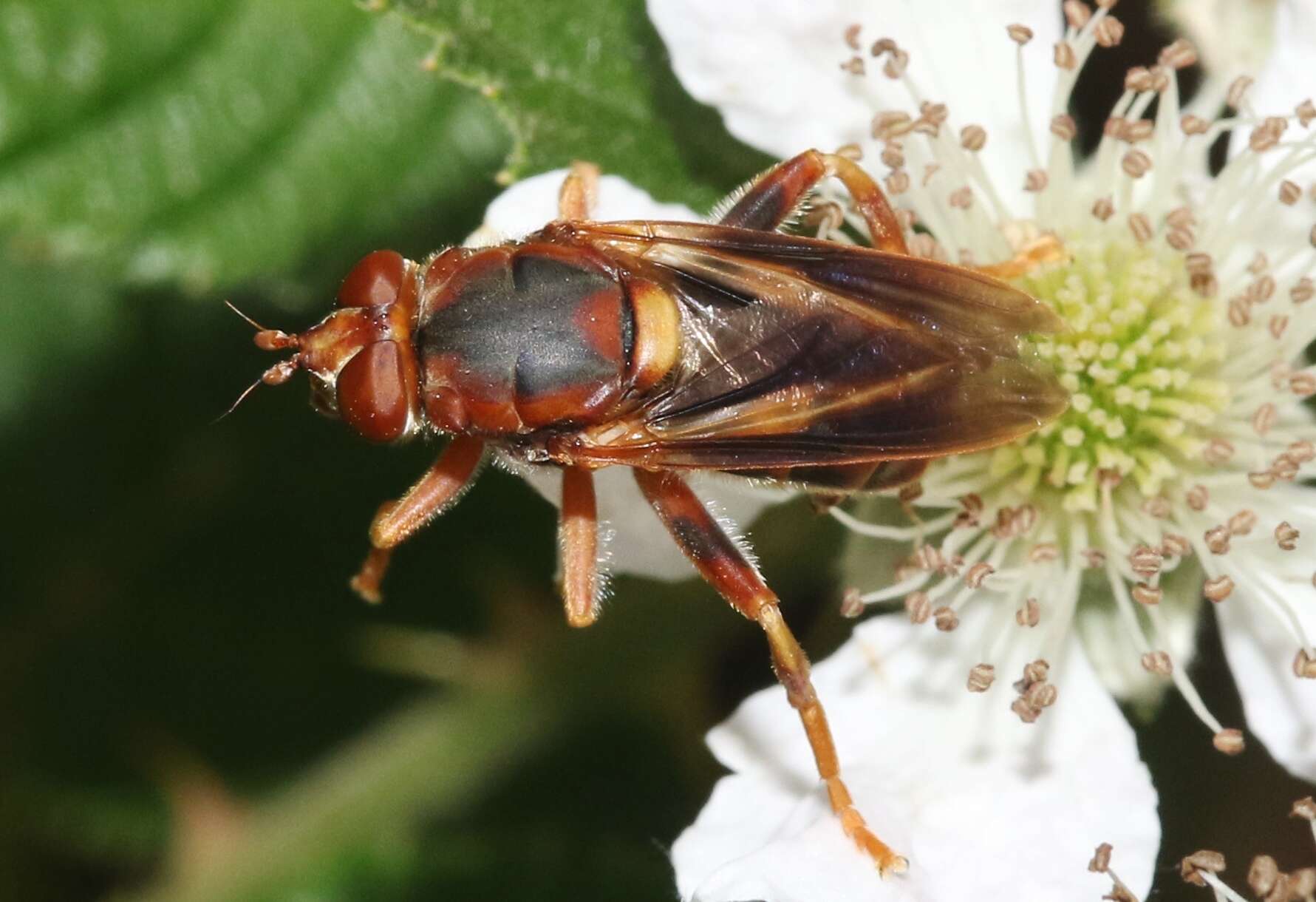 Image of Teuchocnemis bacuntius (Walker 1849)