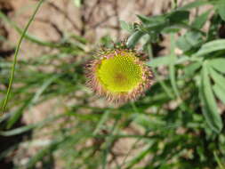 Image of Glacier Fleabane