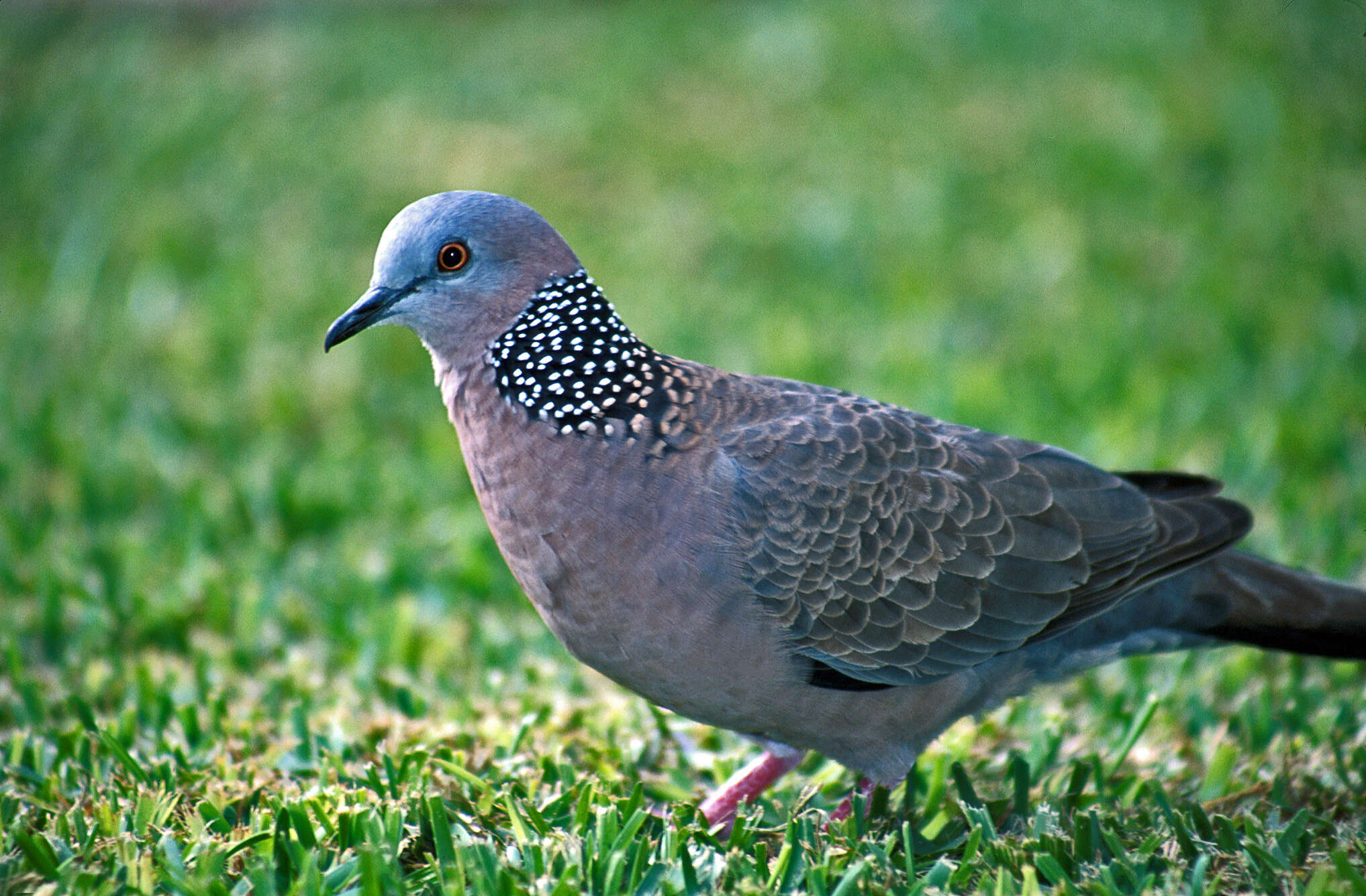 Image of Eastern Spotted Dove