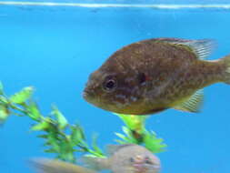 Image of Pumpkinseed