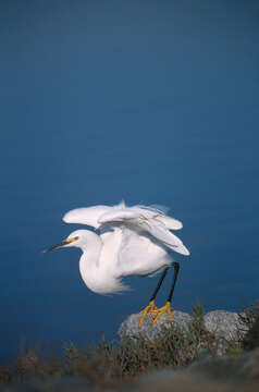 Image of Snowy Egret