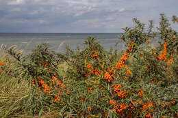 Imagem de Hippophae rhamnoides L.