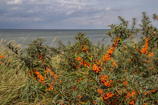 Image of Sea-buckthorn