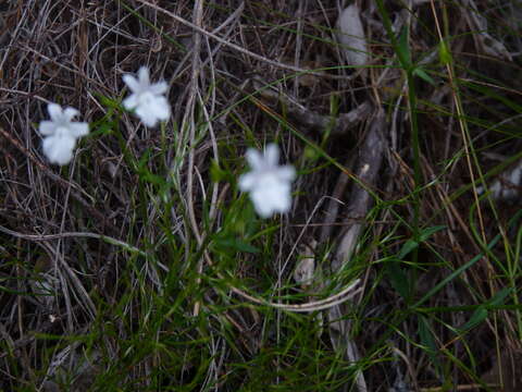 Image of Nemesia diffusa Benth.