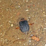 Image of Predaceous diving beetle