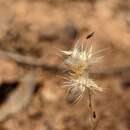 Image of Rytidosperma auriculatum (J. M. Black) Connor & Edgar