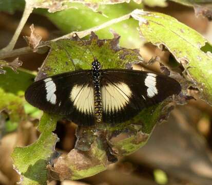 Imagem de Acraea esebria Hewitson 1861