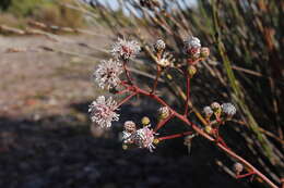 Image of Serruria williamsii J. P. Rourke