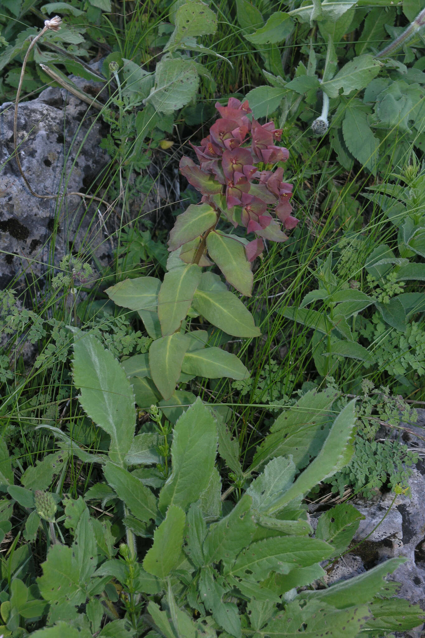 Image of Euphorbia oblongifolia (K. Koch) K. Koch