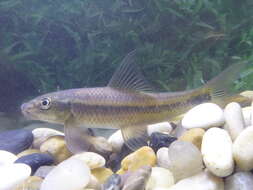 Image of African carp