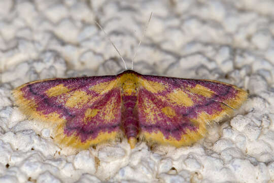 Image of purple-bordered gold