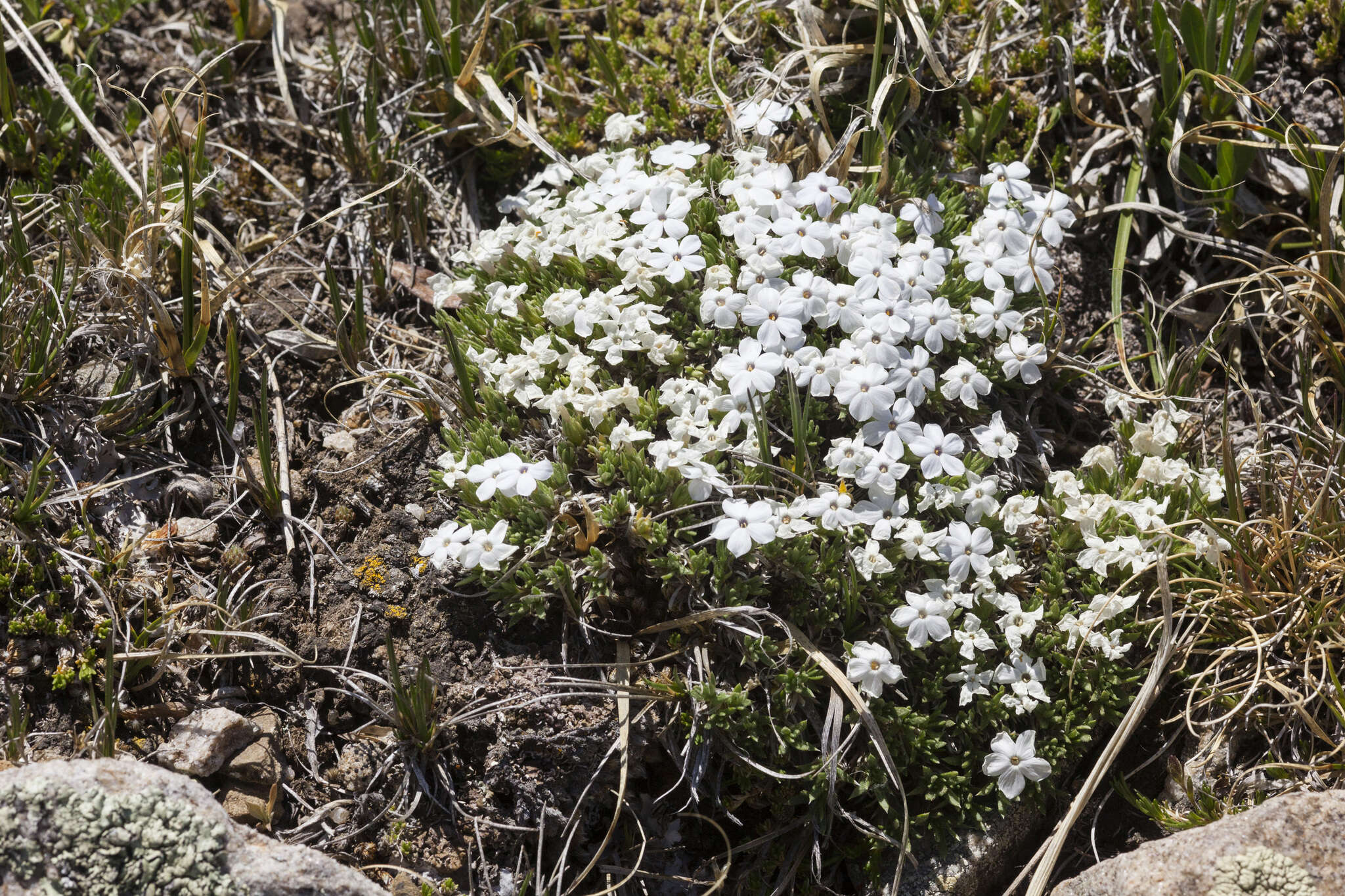 Image of dwarf phlox