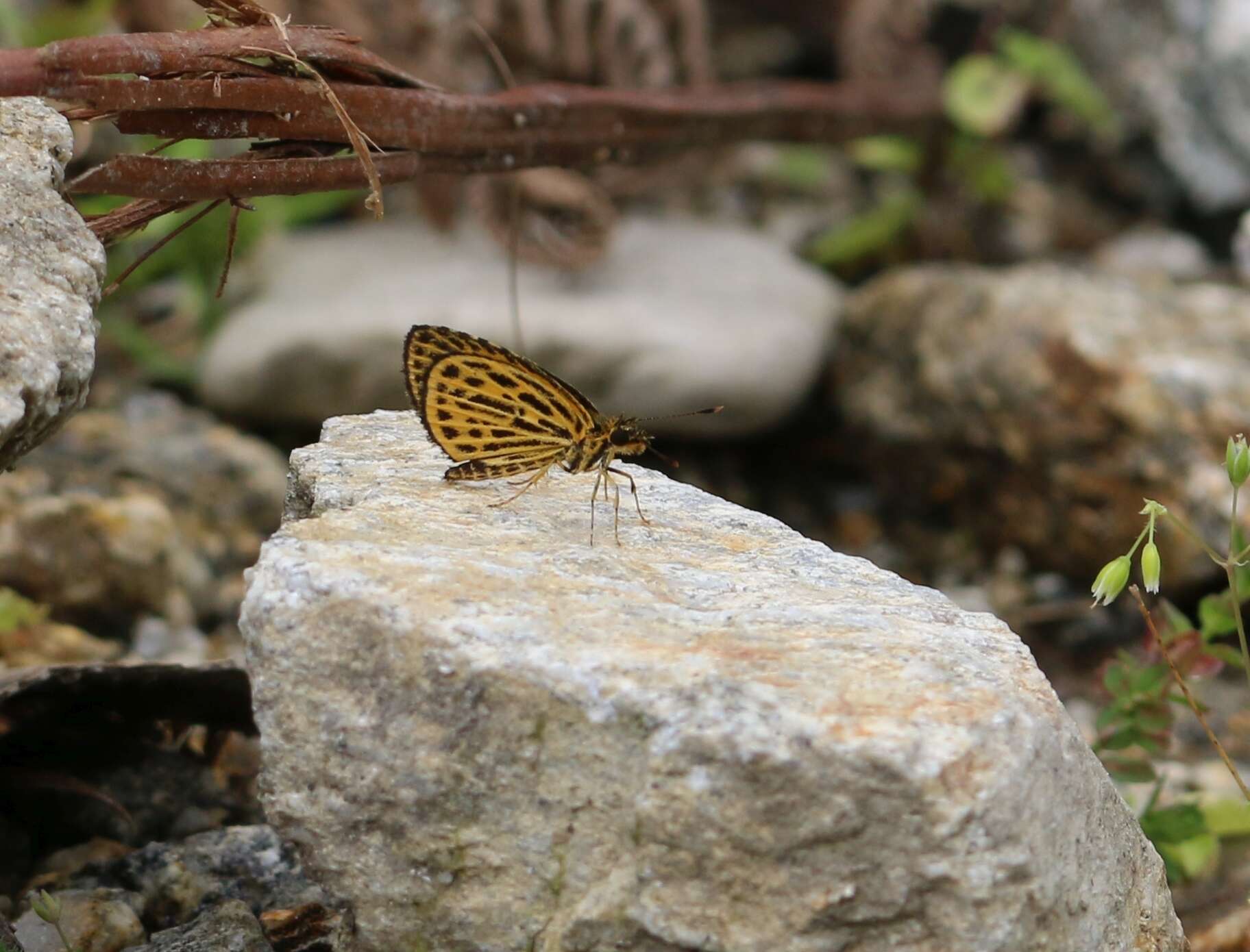 Image of Tiger Hopper