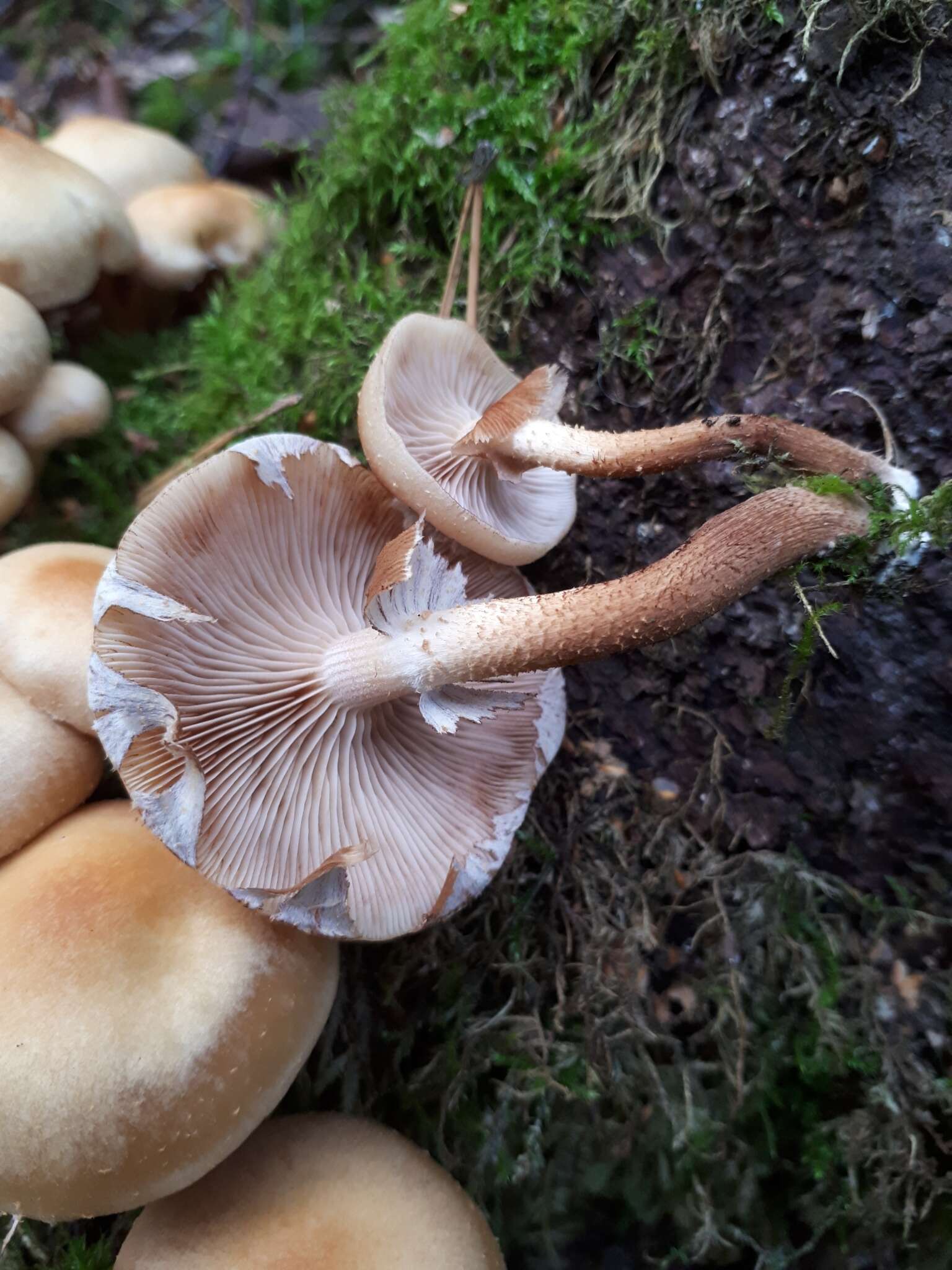 Imagem de Kuehneromyces mutabilis (Schaeff.) Singer & A. H. Sm. 1946