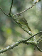 Image of Yellow-whiskered Greenbul