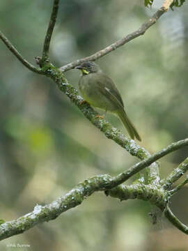 Image of Yellow-whiskered Greenbul