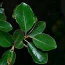 صورة Elaeagnus macrophylla Thunb.