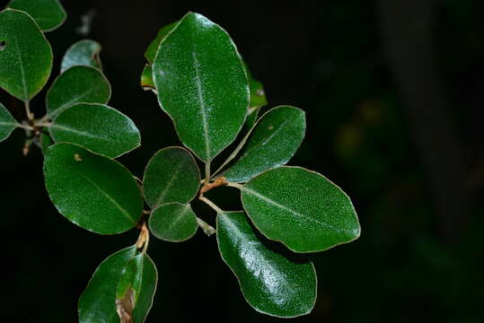 Image of Elaeagnus macrophylla Thunb.