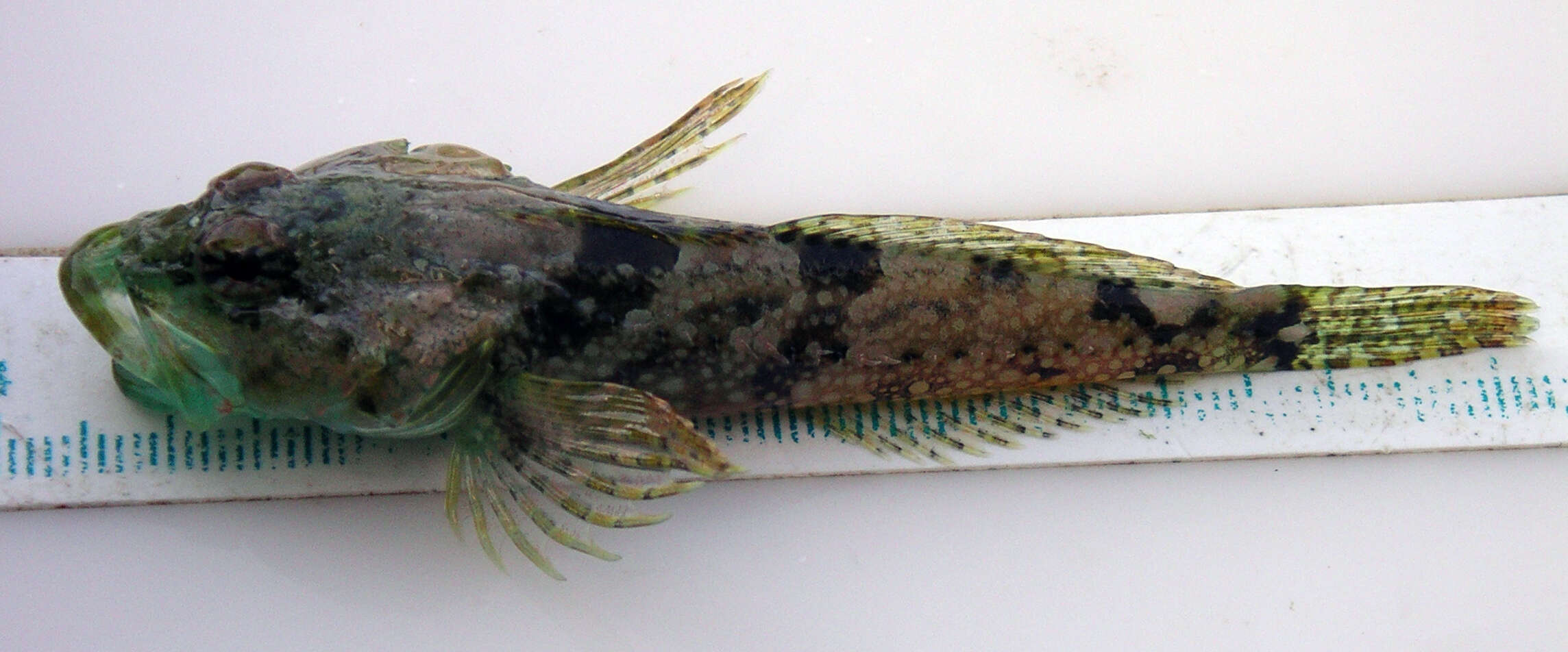 Image of Round-nosed sculpin