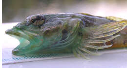 Image of Round-nosed sculpin