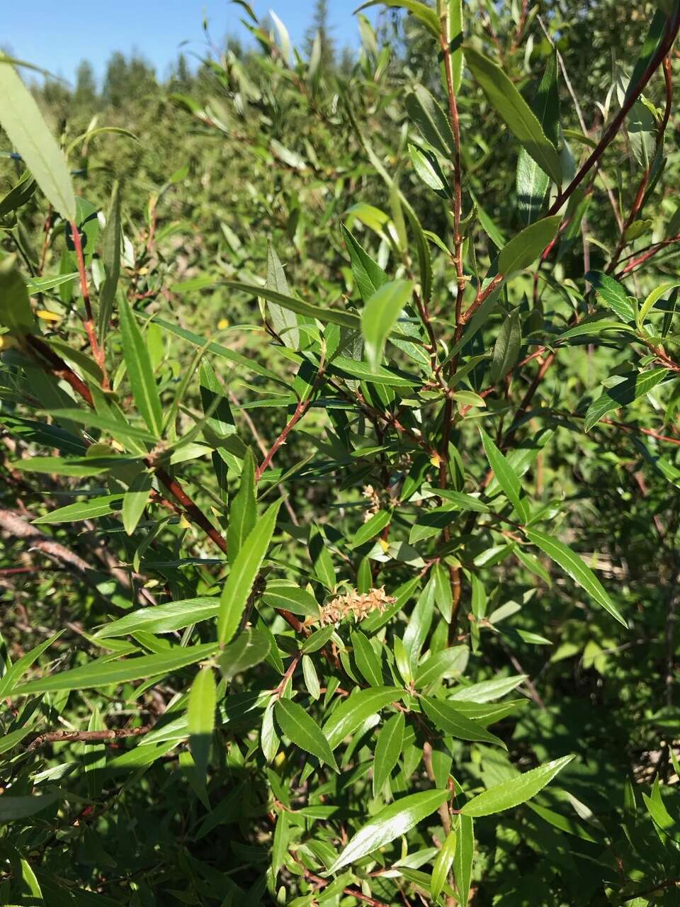 Image of littletree willow