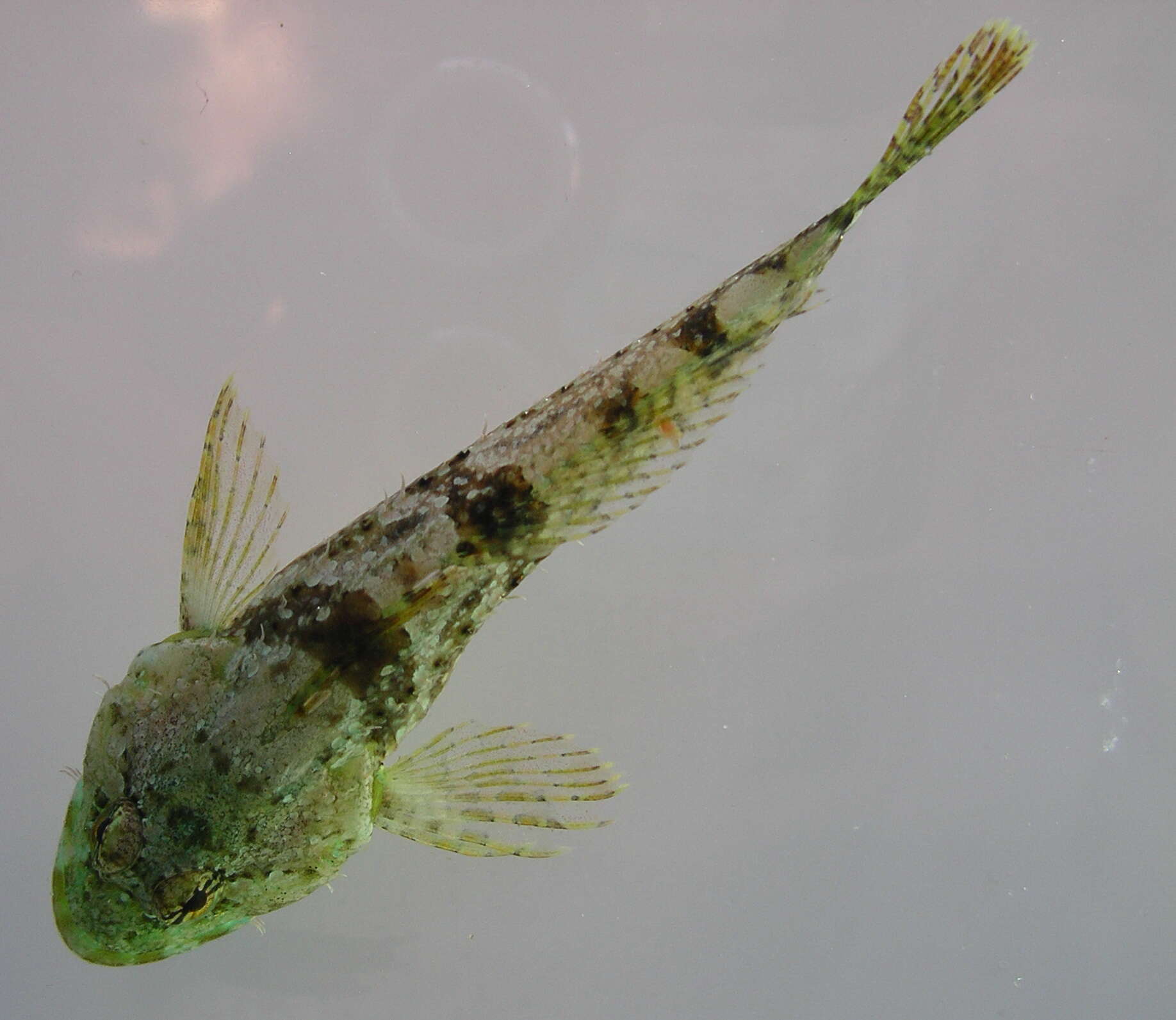 Image of Round-nosed sculpin