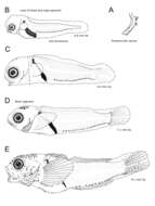 Image of Round-nosed sculpin