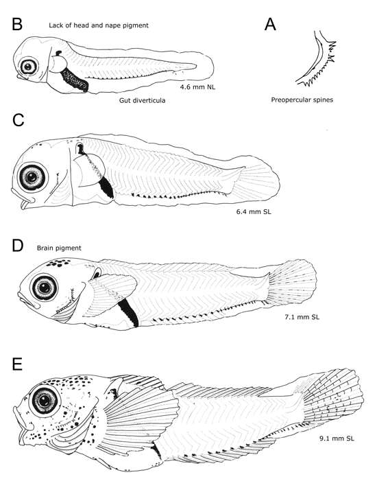 Image of Round-nosed sculpin