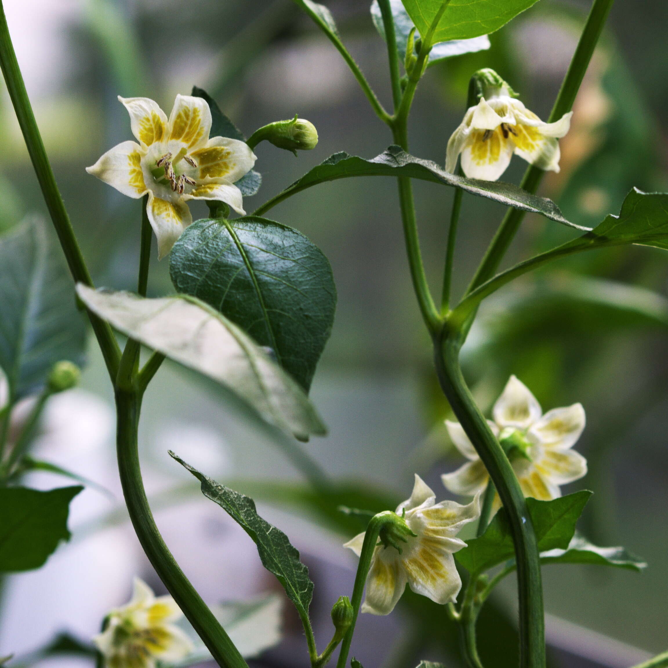 Plancia ëd Capsicum baccatum L.