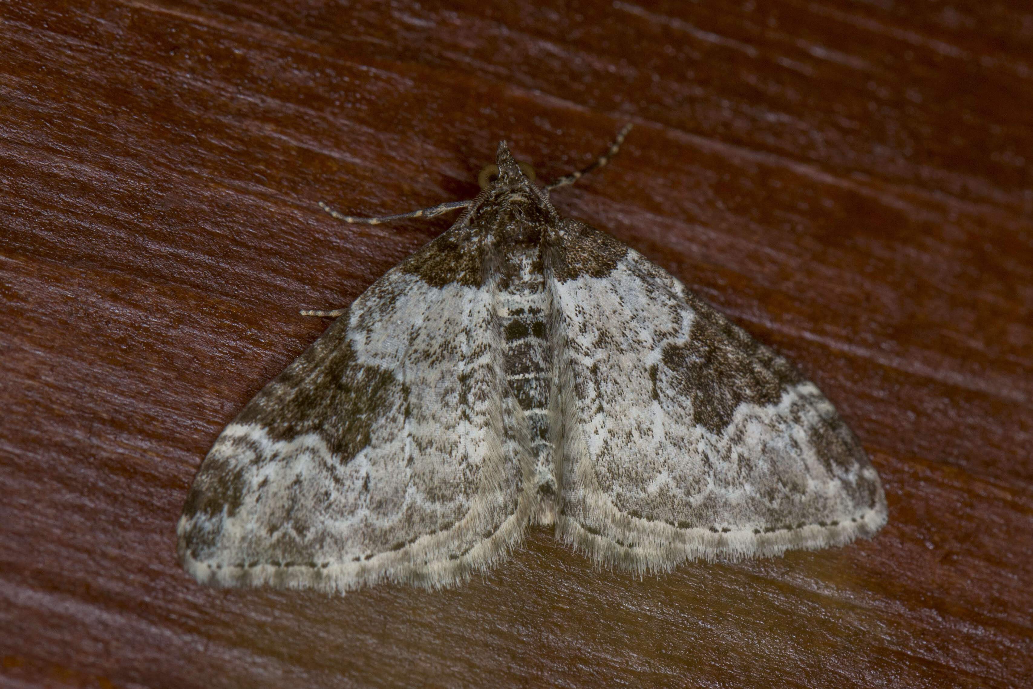 Image of garden carpet