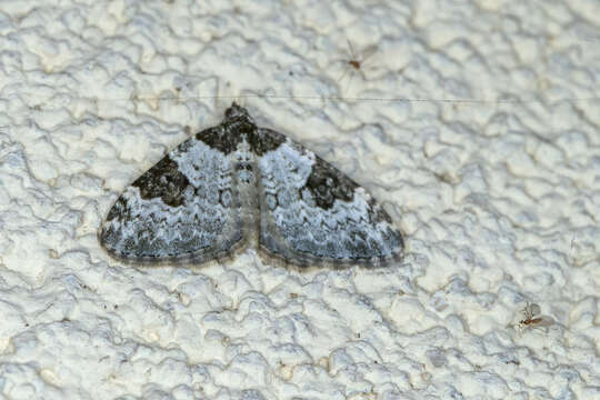 Image of garden carpet