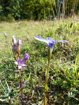 Image of chiltern gentian