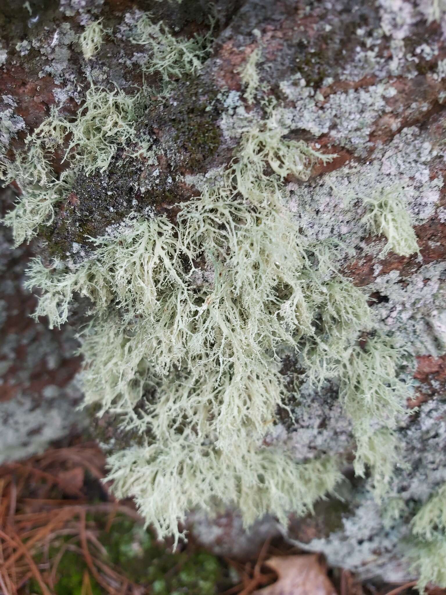 Image of intermediate cartilage lichen