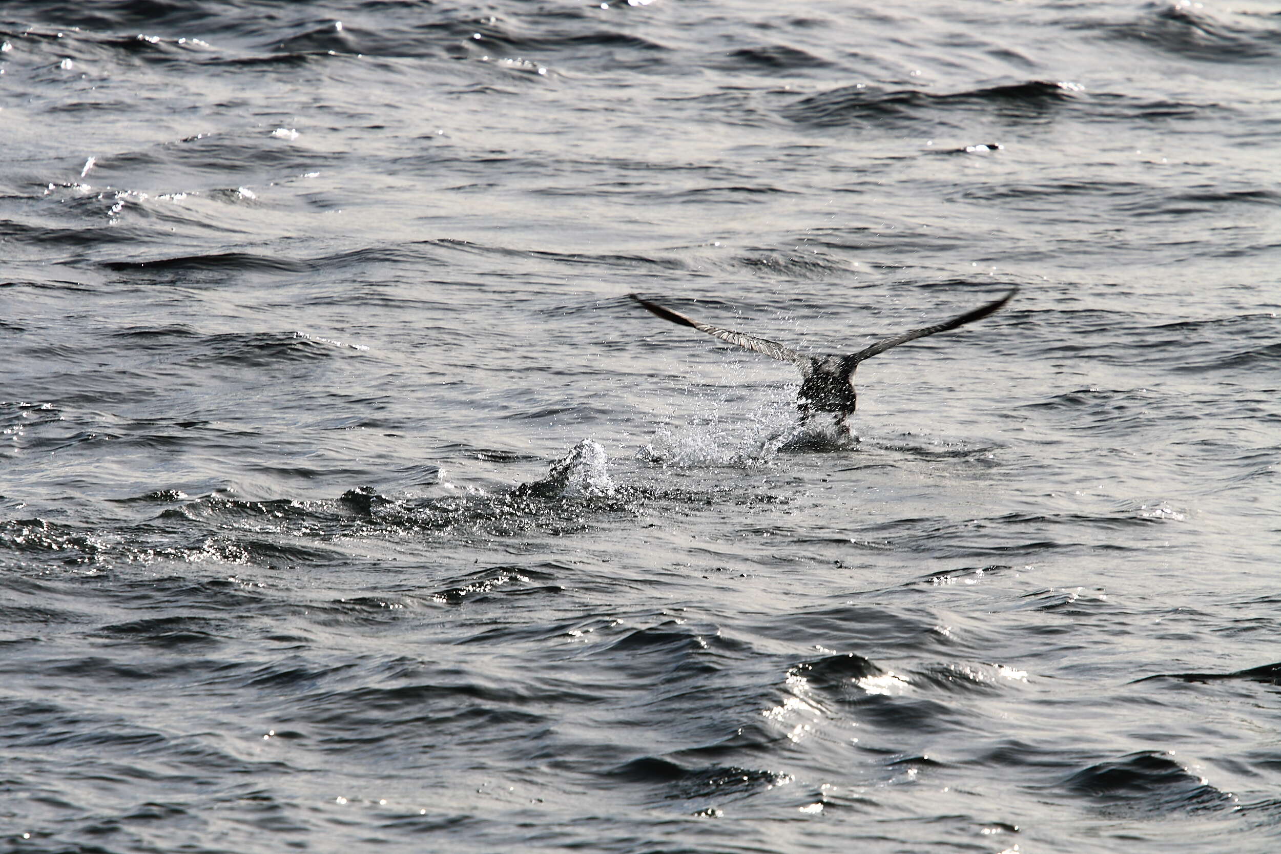 Image of Imperial Shag