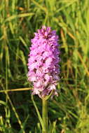 Image of Heath spotted orchid