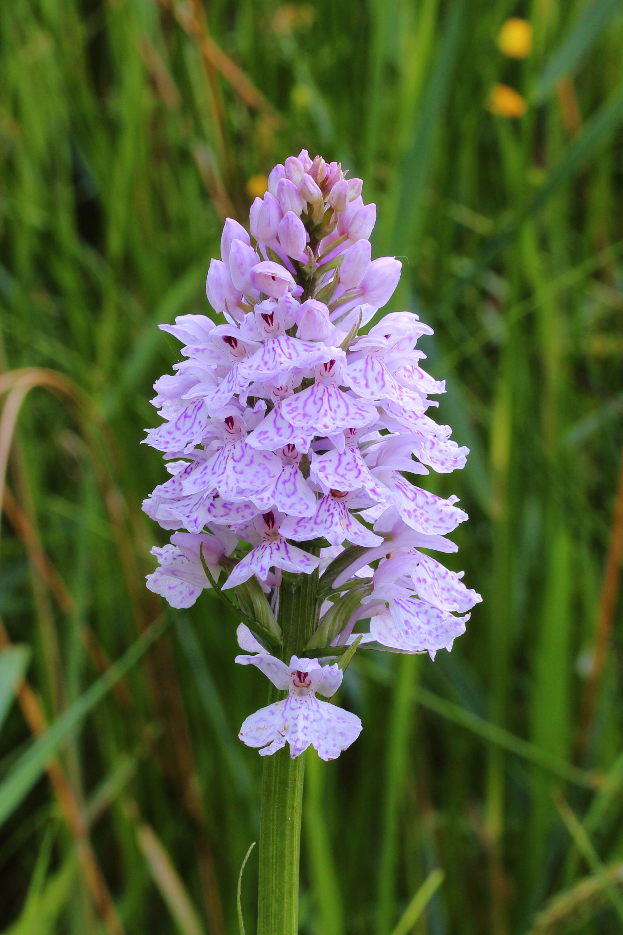 Image of Heath spotted orchid