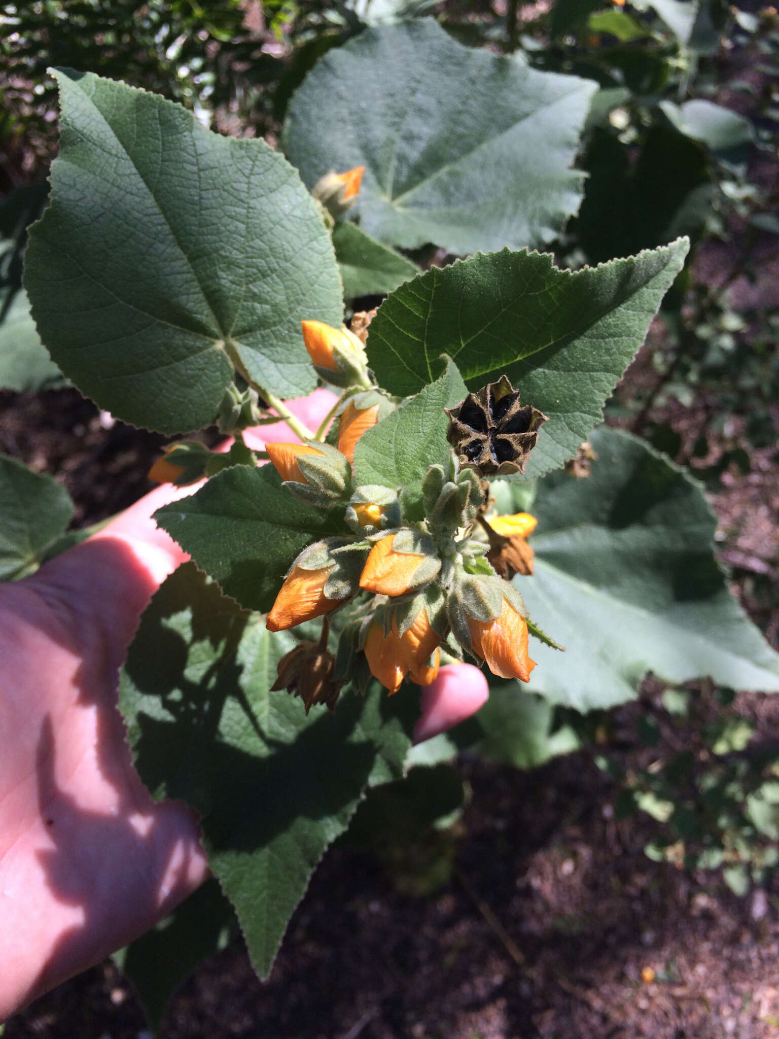 Image of Texas Indian mallow